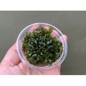 Monosolenium tenerum Pelia Moos Teichlebermoos