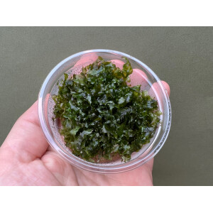 Monosolenium tenerum Pelia Moos Teichlebermoos