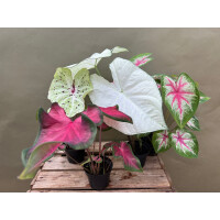 Bens Surprise CALADIUMBOX