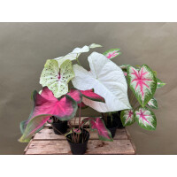 Bens Surprise CALADIUMBOX