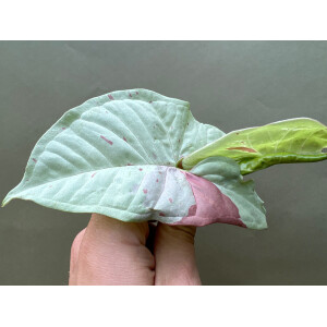 Syngonium Milk Confetti Ableger