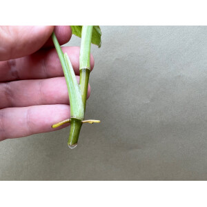 Syngonium Milk Confetti Ableger