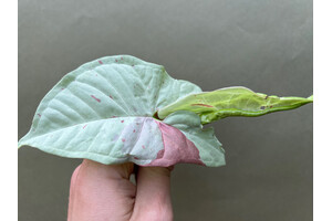 Syngonium Milk Confetti Cutting