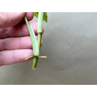 Syngonium Milk Confetti Ableger