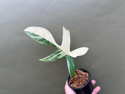 Philodendron Florida Beauty   Cutting