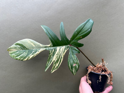 Philodendron Florida Beauty   Cutting