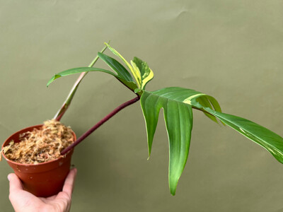 Philodendron Florida Beauty   Cutting
