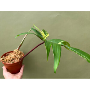 Philodendron Florida Beauty  Ableger