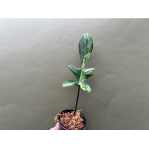 Philodendron Florida Beauty  Ableger