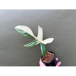 Philodendron Florida Beauty  Ableger