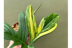 Philodendron Florida Beauty   Cutting