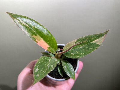 Philodendron Ring Of Fire Babyplant