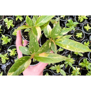 Philodendron Ring Of Fire Babyplant