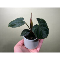 Philodendron verrucosum Babyplant