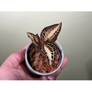 Anoectochilus albolineatus variegata