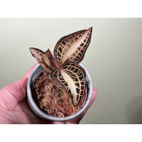 Anoectochilus albolineatus variegata