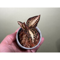 Anoectochilus albolineatus variegata