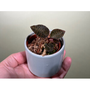 Anoectochilus roxburgii Hayata Hong Sia