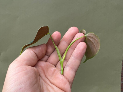 Philodendron lupinum Ableger