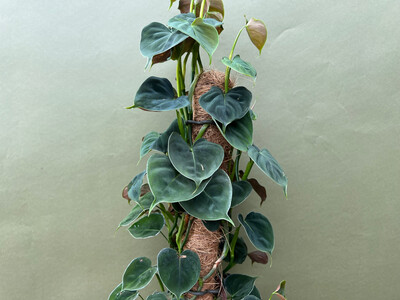 Philodendron lupinum Ableger