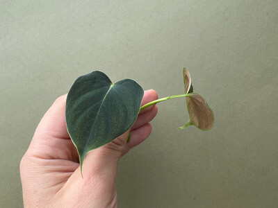 Philodendron lupinum Cutting