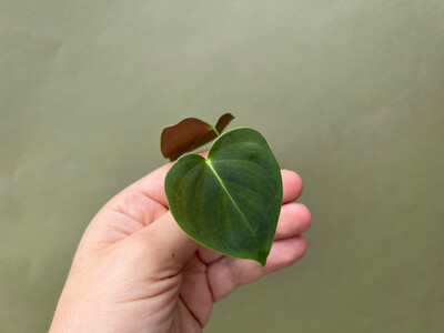 Philodendron lupinum Cutting