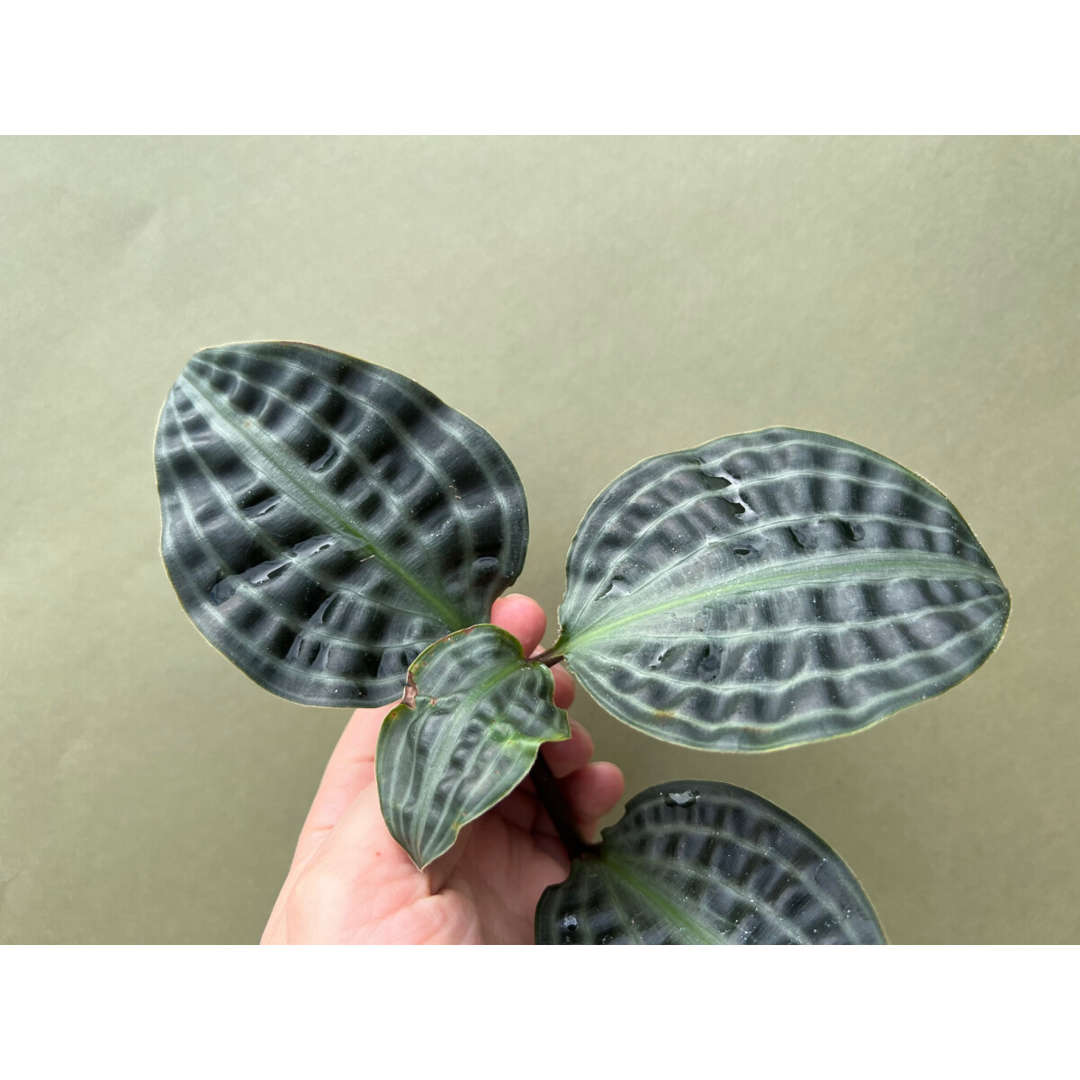 Geogenanthus poeppigii Ableger