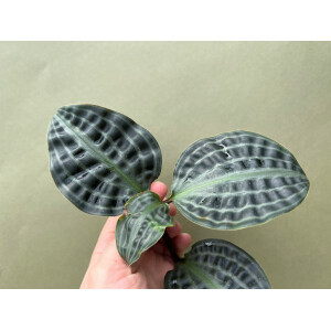 Geogenanthus poeppigii Ableger