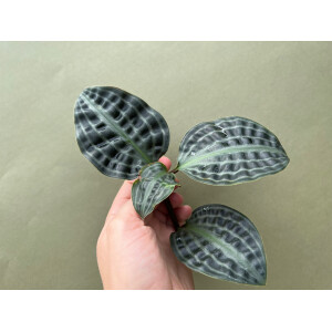 Geogenanthus poeppigii Ableger