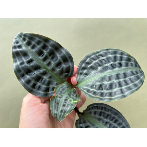 Geogenanthus poeppigii Ableger