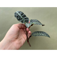 Geogenanthus poeppigii Ableger