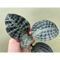 Geogenanthus poeppigii Ableger