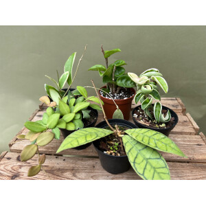 Bens Rare & Surprise HOYABOX