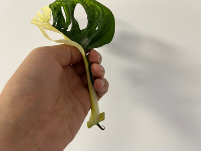 Offer Monstera adansonii variegata aurea Cutting