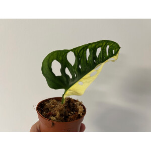 Angebot Monstera adansonii variegata aurea Ableger