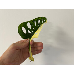 Angebot Monstera adansonii variegata aurea Ableger