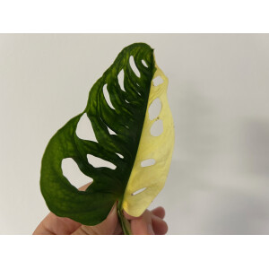 Angebot Monstera adansonii variegata aurea Ableger