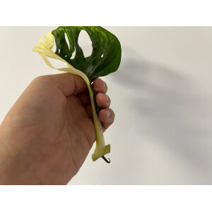 Angebot Monstera adansonii variegata aurea Ableger