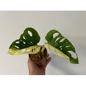 Angebot Monstera adansonii variegata aurea Ableger
