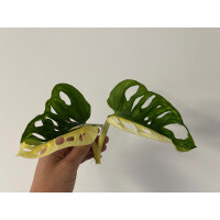 Angebot Monstera adansonii variegata aurea Ableger