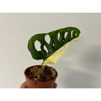 Angebot Monstera adansonii variegata aurea Ableger