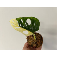 Angebot Monstera adansonii variegata aurea Ableger