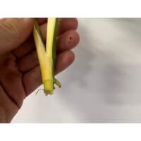 Angebot Monstera adansonii variegata aurea Ableger