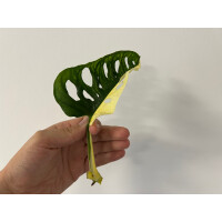 Angebot Monstera adansonii variegata aurea Ableger