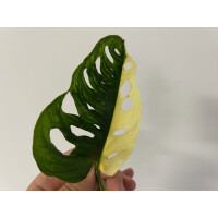Angebot Monstera adansonii variegata aurea Ableger