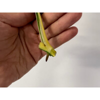 Angebot Monstera adansonii variegata aurea Ableger