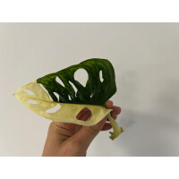 Angebot Monstera adansonii variegata aurea Ableger