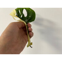 Angebot Monstera adansonii variegata aurea Ableger
