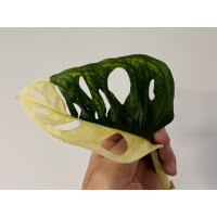 Angebot Monstera adansonii variegata aurea Ableger