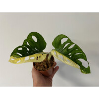 Angebot Monstera adansonii variegata aurea Ableger